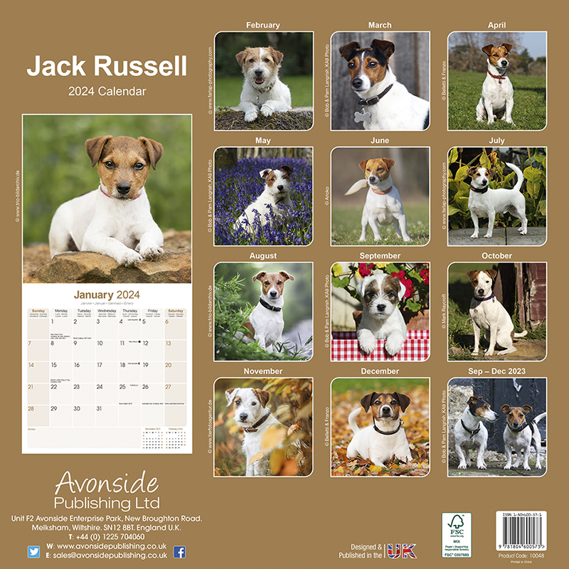 Jack Russell Calendar 2024 (Square) Dogs Naturally